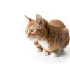 Cat Balcony Net YeeBeny Durable Mesh Pet Safety Protection-5