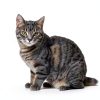 Azure Cantara Cat Balcony Netting White Nylon Pet Safety-5