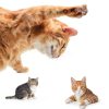 Pavo Cat Balcony Net HDPE Stainless Steel Pet Safety Screen-2