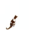 JUMXSRLE Cat Balcony Net Nylon Safety Pet Fence-8