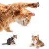Cat Balcony Net HDPE Stainless Steel Pet Safety Screen-2