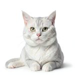 AIYGO Cat Balcony Net Durable Nylon Safety Barrier-0