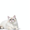 Klmnop Cat Balcony Net Durable Weatherproof Pet Safety-0
