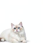 Klmnop Cat Balcony Net Durable Weatherproof Pet Safety-0