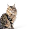 AnExer Cat Balcony Net Safety Protection Durable Nylon-0