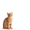 HLIUGHS Cat Balcony Net High Strength Nylon Pet Safety-0