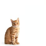 HLIUGHS Cat Balcony Net High Strength Nylon Pet Safety-0