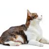 Azure Cantara Cat Balcony Netting White Nylon Pet Safety-1