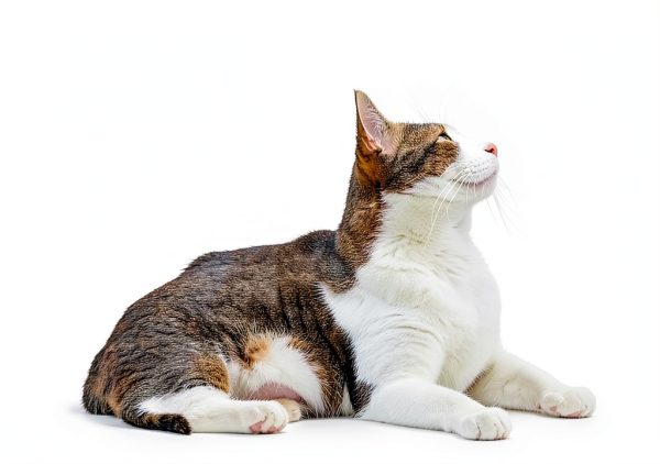 Azure Cantara Cat Balcony Netting White Nylon Pet Safety-1