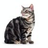 Cat Balcony Net YeeBeny Durable Mesh Pet Safety Protection-3